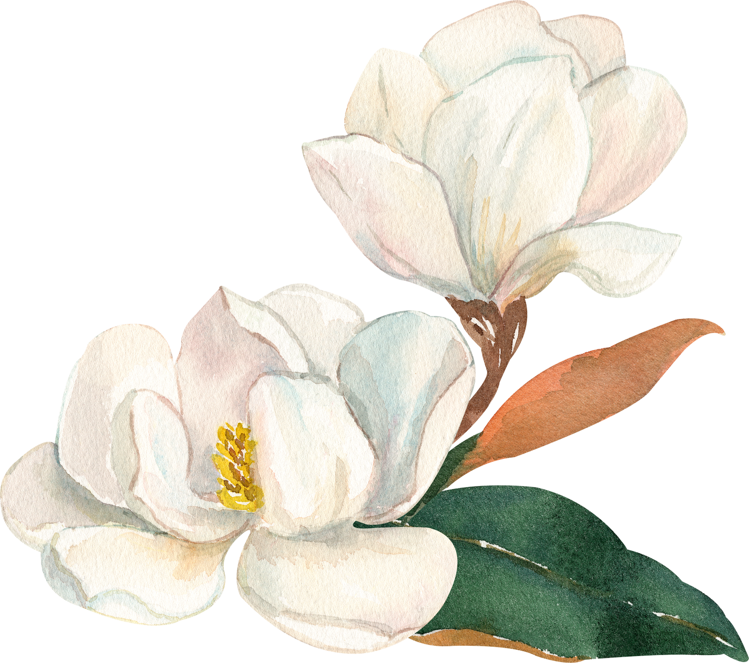 Watercolor white magnolias illustration