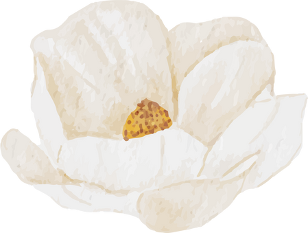 Watercolor White Mangolia Flower
